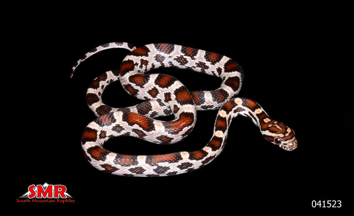 Miami Okeetee 15 for sale by South Mountain Reptiles