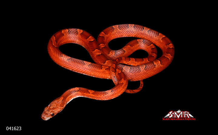 Pied-sided Bloodred 18" Male for sale by South Mountain Reptiles