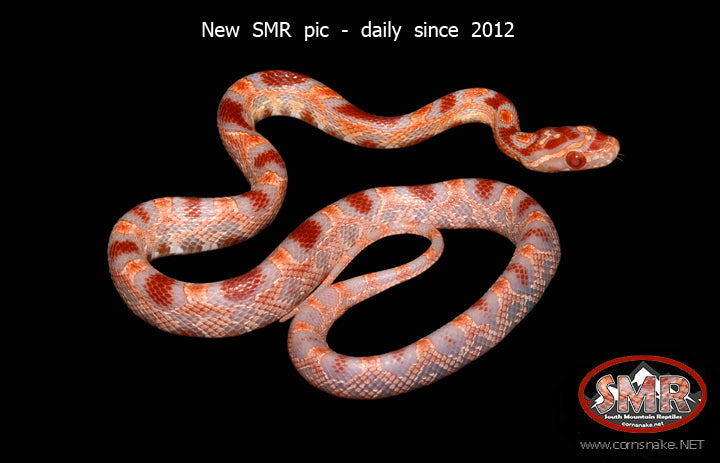 Extreme Reverse Okeetee 13" female for sale by South Mountain Reptiles