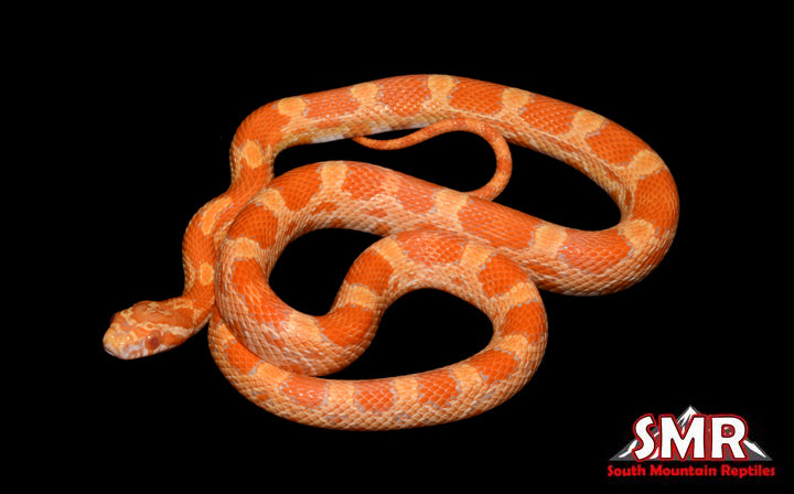 Buf Amel 18" Male for sale by South Mountain Reptiles