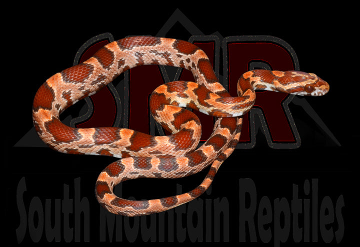 Ultramel Red Factor 15" Female for sale by South Mountain Reptiles