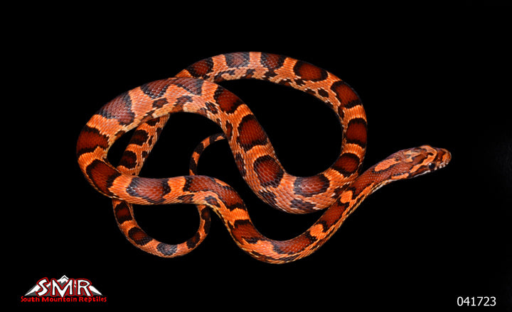 Extreme Okeetee 17" Male for sale by South Mountain Reptiles