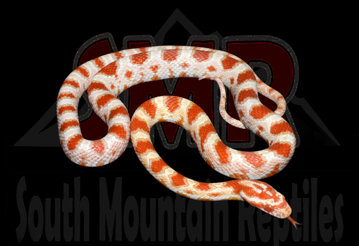 High-white Reverse Okeetee 21" Male for sale by South Mountain Reptiles