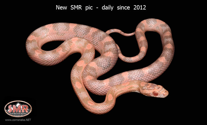 Salmon Snow Motley 19" male for sale by South Mountain Reptiles