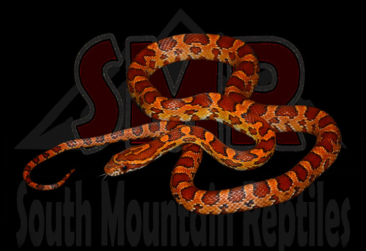 Red Factor Okeetee 19" Female for sale by South Mountain Reptiles