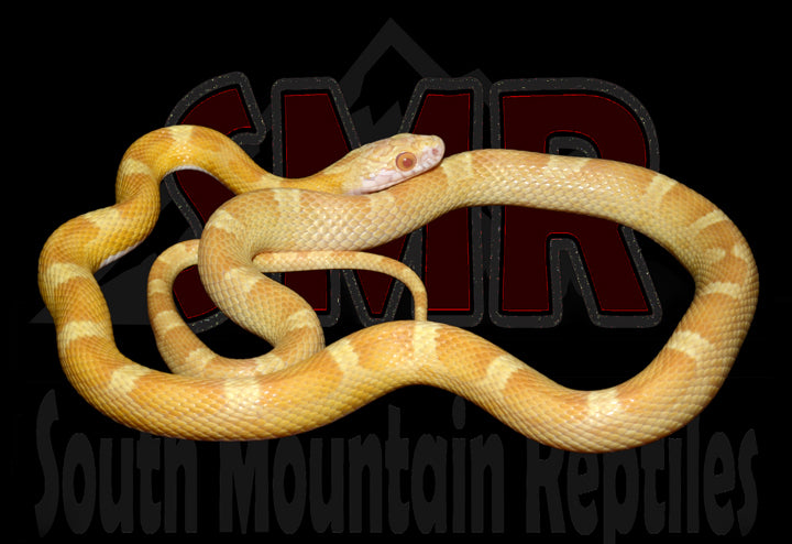 Saffron 23" Male for sale by South Mountain Reptiles