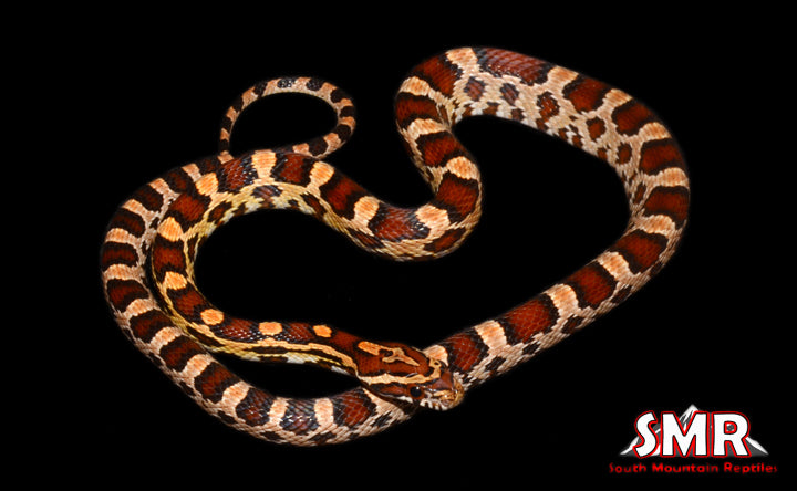 Extreme Okeetee 18" Male for sale by South Mountain Reptiles