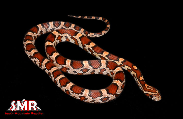 Extreme Buckskin Okeetee 18" Female for sale by South Mountain Reptiles