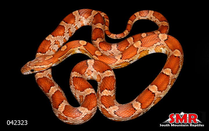 pos het Microscale 28" Female for sale by South Mountain Reptiles