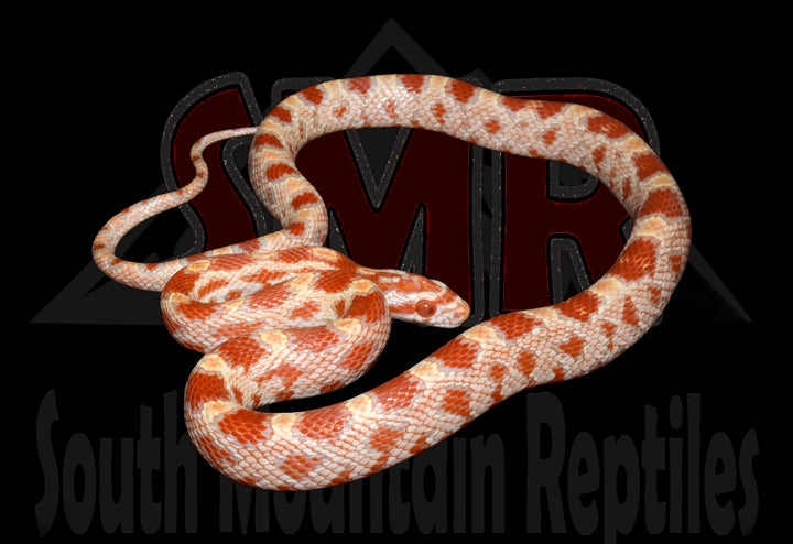 Amel 19" Female for sale by South Mountain Reptiles