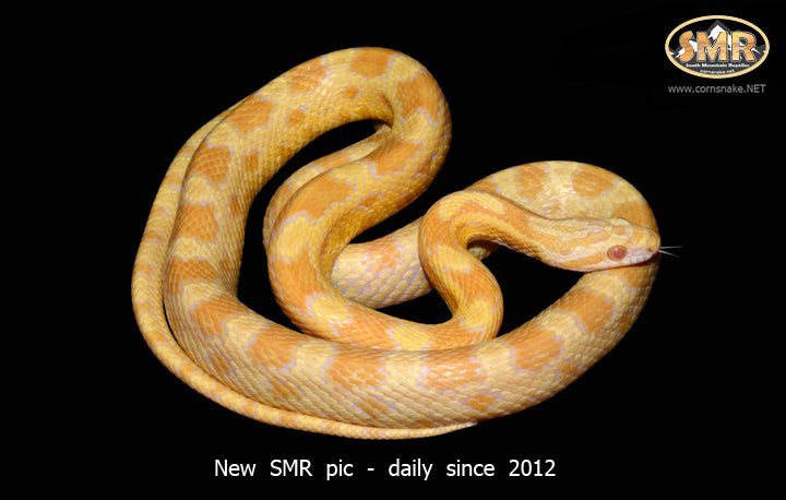 Butter Okeetee 30" male for sale by South Mountain Reptiles
