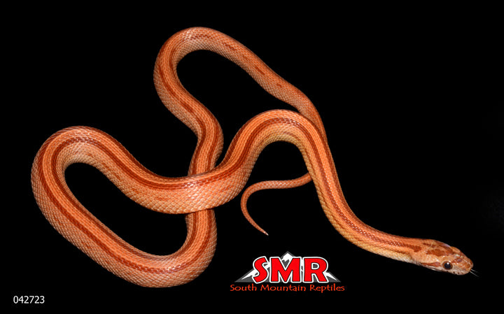 Striped 23" Female for sale by South Mountain Reptiles