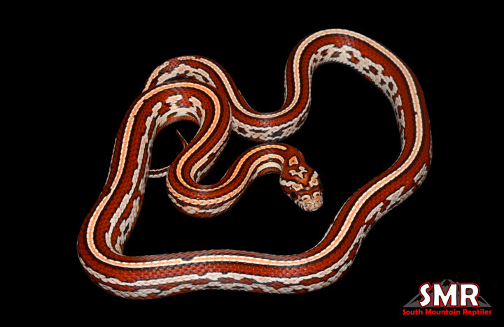 Tessera 19" Female for sale by South Mountain Reptiles