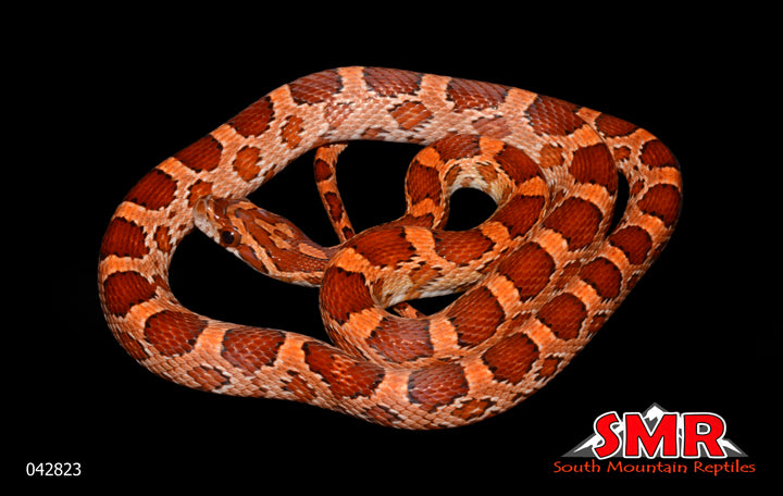 Het Scaleless Lavender 24" Male for sale by South Mountain Reptiles