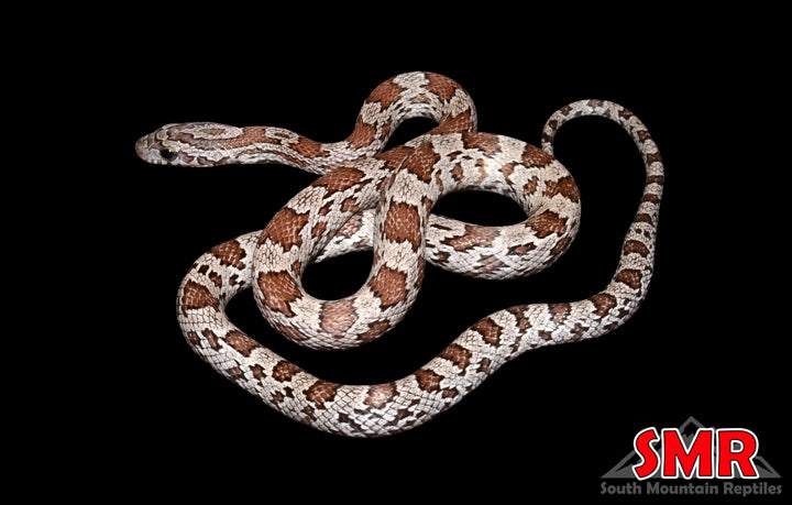 Cinder 15" Female for sale by South Mountain Reptiles