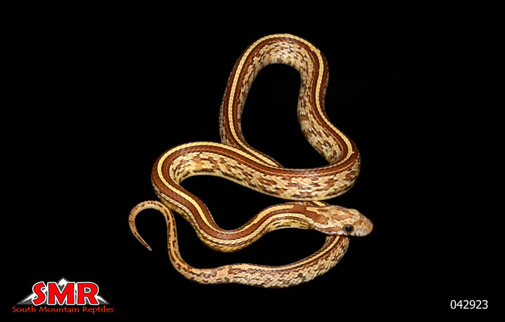 Caramel Tessera 17" Male for sale by South Mountain Reptiles