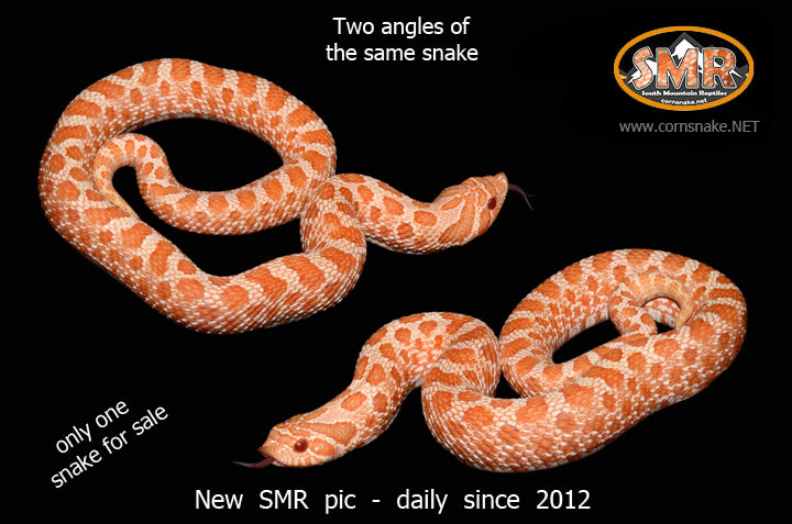 Albino Hognose 11" female for sale by South Mountain Reptiles