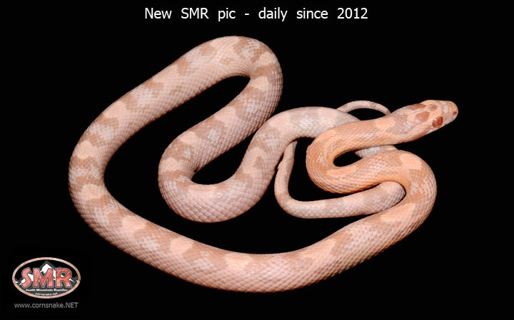 Coral Snow Motley 20" male for sale by South Mountain Reptiles