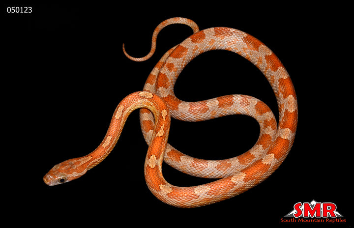 Boot Key 22" Female for sale by South Mountain Reptiles