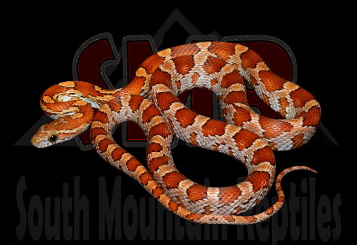 Key Corn 22" Female for sale by South Mountain Reptiles