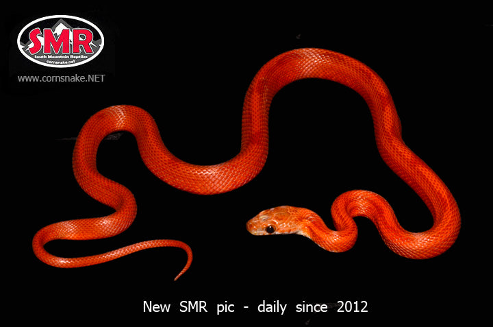 Striped Bloodred 18" female for sale by South Mountain Reptiles