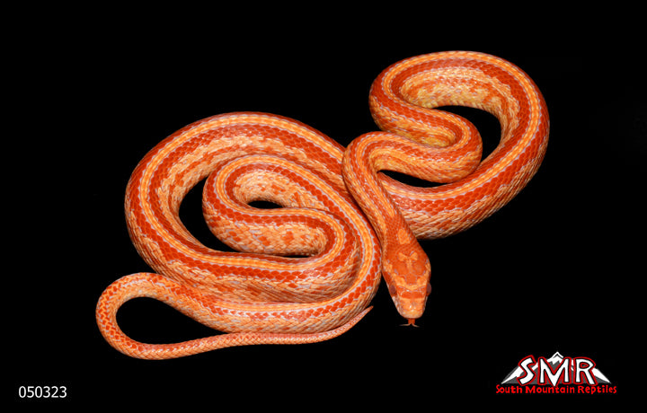 Amel Tessera 22" Male for sale by South Mountain Reptiles