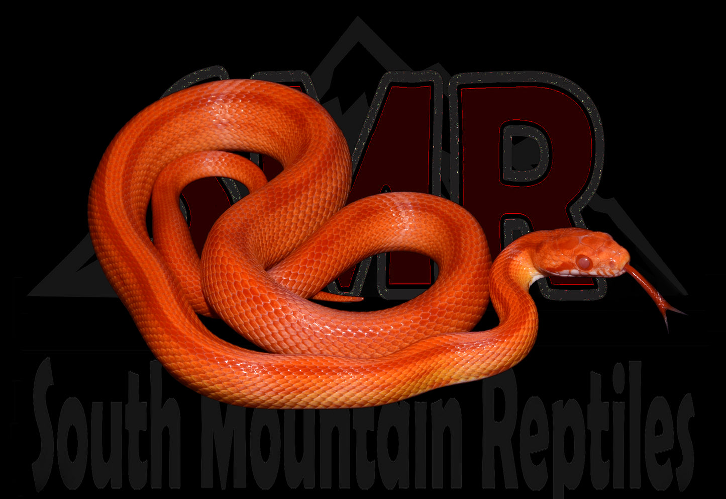 Red Factor Striped Amel 20" Male for sale by South Mountain Reptiles