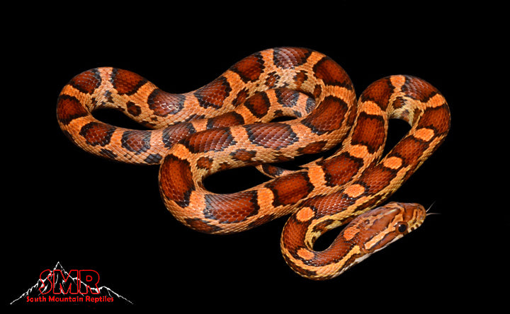 Okeetee 18" female for sale by South Mountain Reptiles