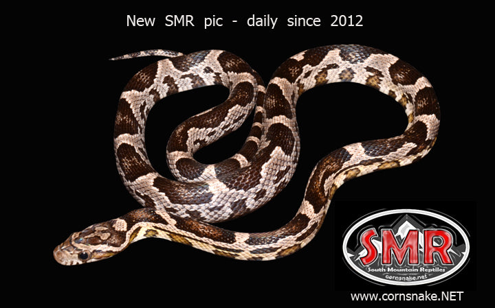 Anery Corn 18" female for sale by South Mountain Reptiles