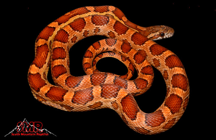 Het Scaleless Lavender 24" Male for sale by South Mountain Reptiles