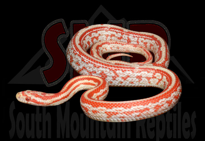 Candy Cane Tessera 19" Male for sale by South Mountain Reptiles