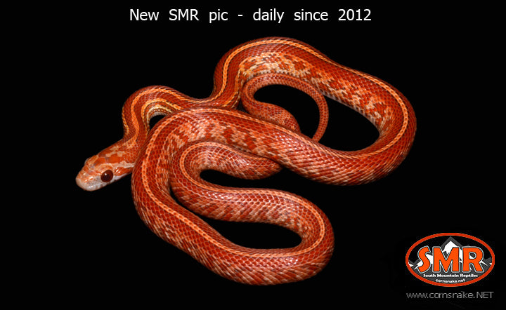 Red Coat Lava Tessera 17" female for sale by South Mountain Reptiles