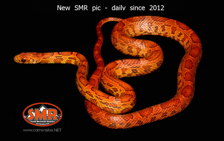 Sunkissed 25" male for sale by South Mountain Reptiles