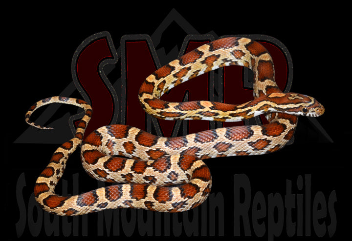 Okeetee 20" Male for sale by South Mountain Reptiles