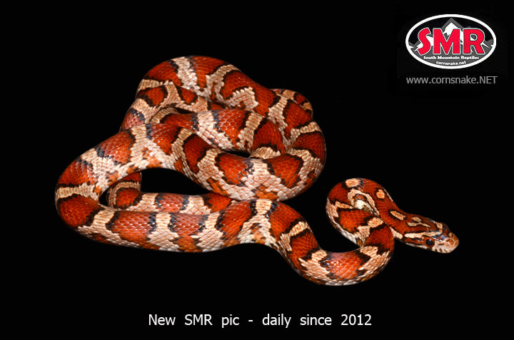Miami 28" female for sale by South Mountain Reptiles