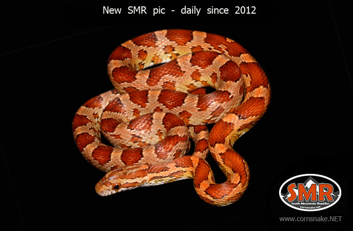 Het Striped Butter Cornsnake 27" male for sale by South Mountain Reptiles