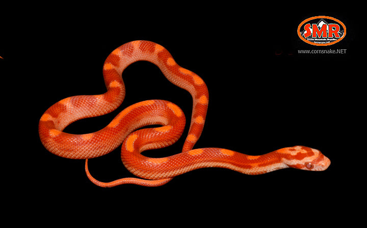 Sunglow Motley 12" Female 2021 for sale by South Mountain Reptiles