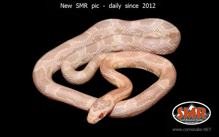 Coral Snow 20" male for sale by South Mountain Reptiles