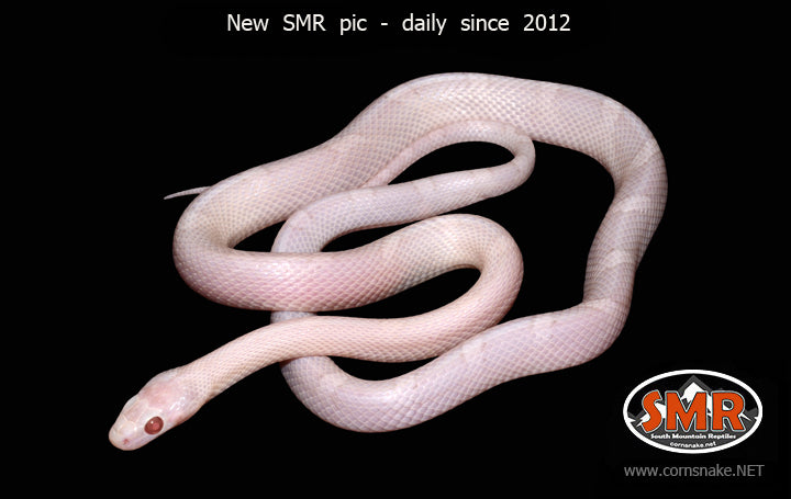 Hypo Pewter PLUS 19" male for sale by South Mountain Reptiles