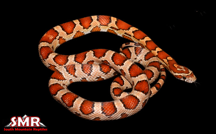 Buckskin Okeetee 25" female for sale by South Mountain Reptiles