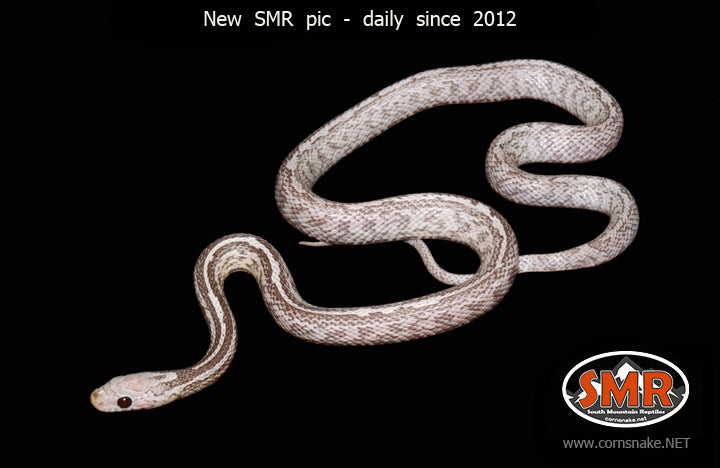 Charcoal Lavender Tessera 20" female for sale by South Mountain Reptiles