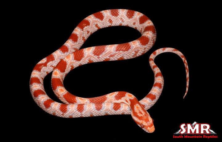 Amel 22" het Palmetto female for sale by South Mountain Reptiles