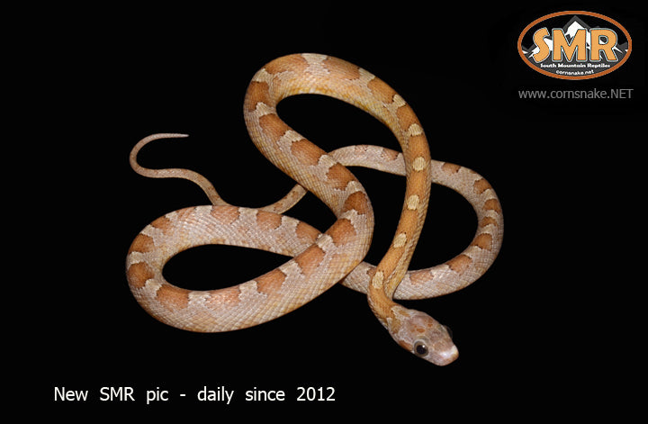 Key Caramel Bloodred 16" Male for sale by South Mountain Reptiles