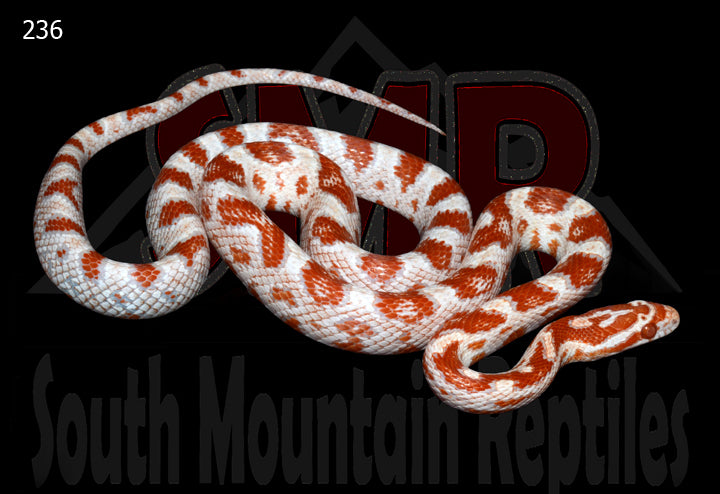 High-white Reverse Okeetee 22" male for sale by South Mountain Reptiles