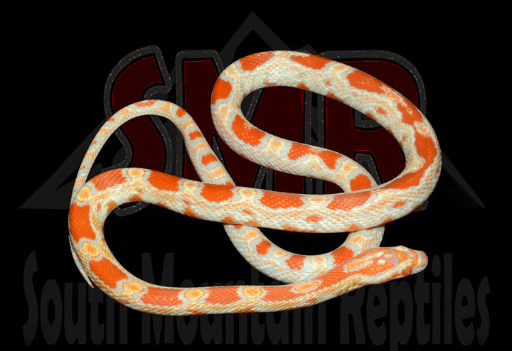 Buf Amel Okeetee 21" Female for sale by South Mountain Reptiles