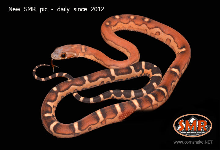 Scaleless 18" male for sale by South Mountain Reptiles