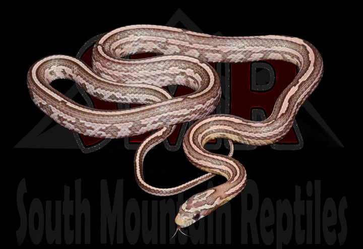 Coral Anery Tessera 23" female for sale by South Mountain Reptiles