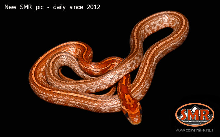 Kastanie Tessera 19" male for sale by South Mountain Reptiles