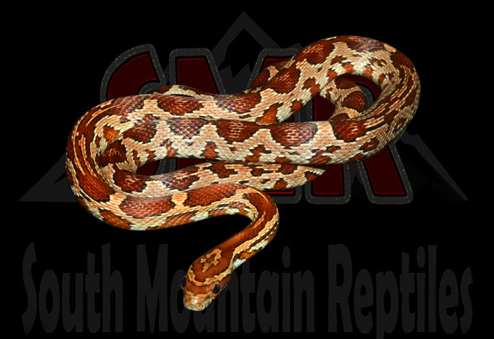 Het Red Coat Lavender Anery 20" female for sale by South Mountain Reptiles