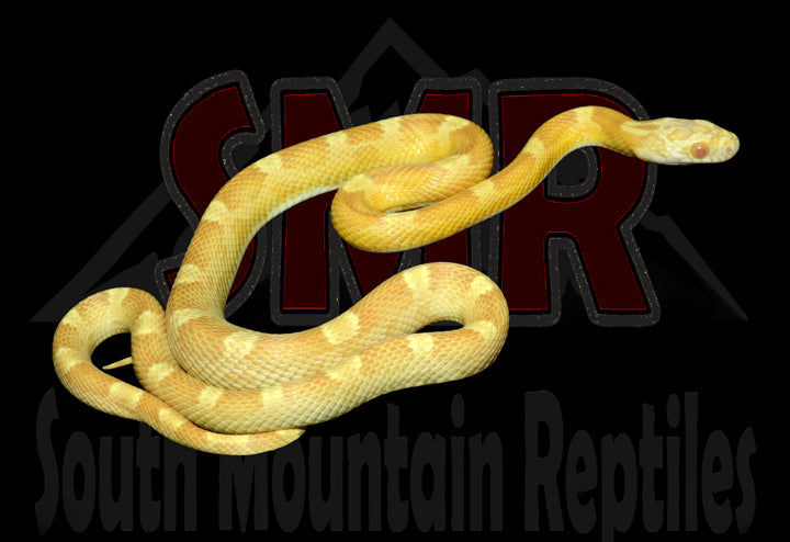 Saffron Motley 19" male for sale by South Mountain Reptiles